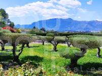 For sale - Villa - Alcocer de Planes