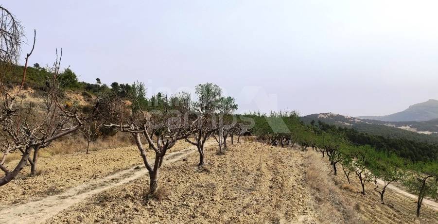 Venta - Finca - Penáguila