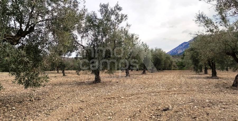 For sale - Rustic Land - Penáguila