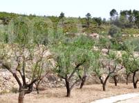 Venta - Finca - Penáguila