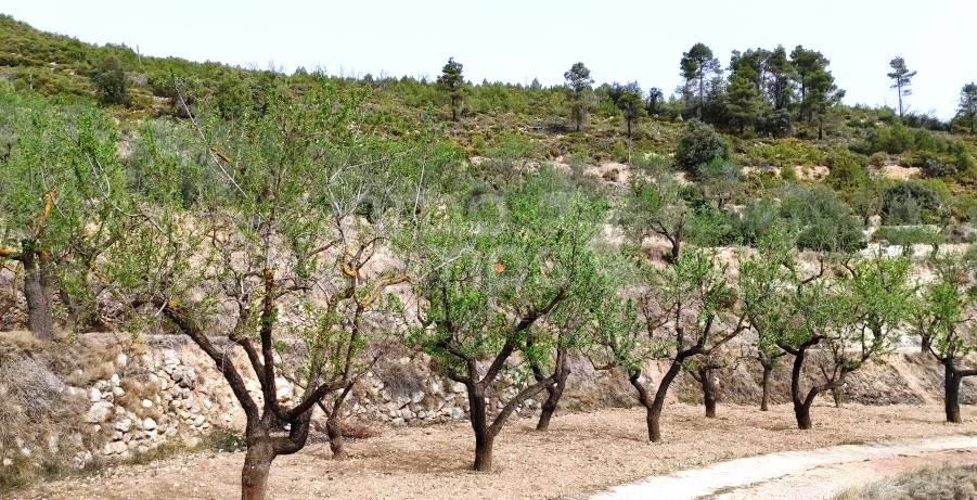 Te koop - Finca - Penáguila