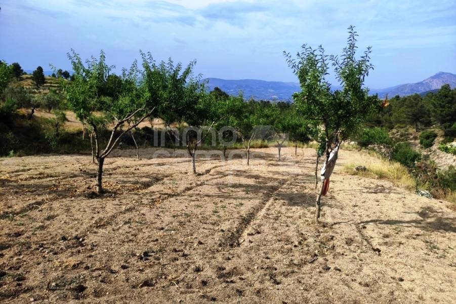 Venta - Casa de Campo - Penáguila