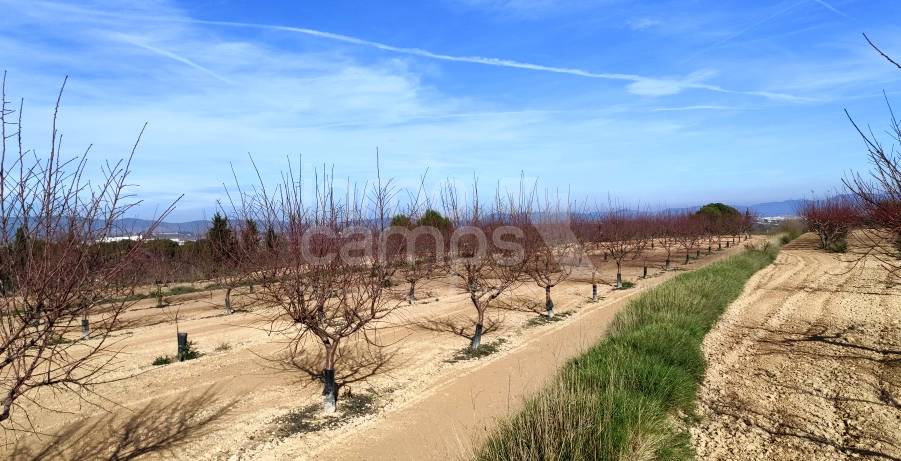 Venta - Finca - Albaida