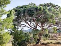 Venta - Finca - Torremanzanas