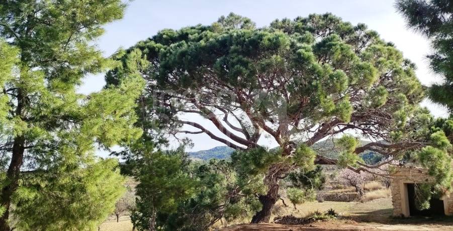 Venta - Finca - Torremanzanas