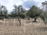 For sale - Rustic Land - Penáguila