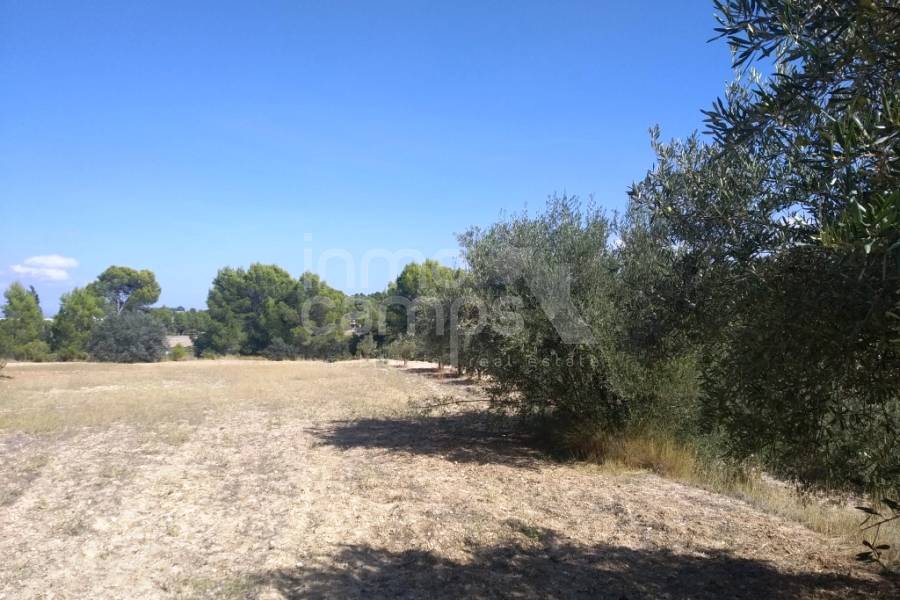 Te koop - Finca - Ontinyent