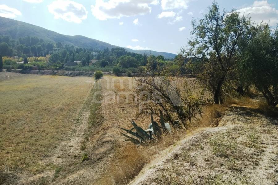 Te koop - Finca - Ontinyent