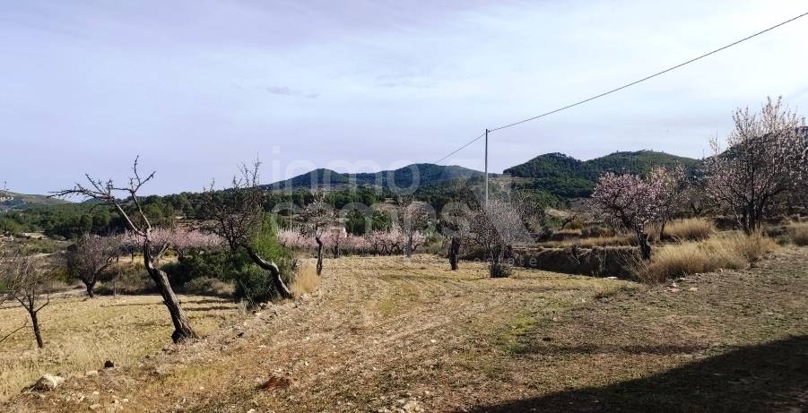 Venta - Finca - Torremanzanas
