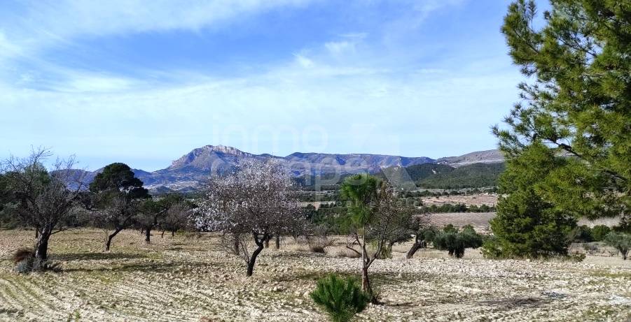 Venta - Finca - Torremanzanas