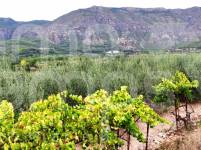Venta - Casa de Campo - Vall de Gallinera - Alpatró