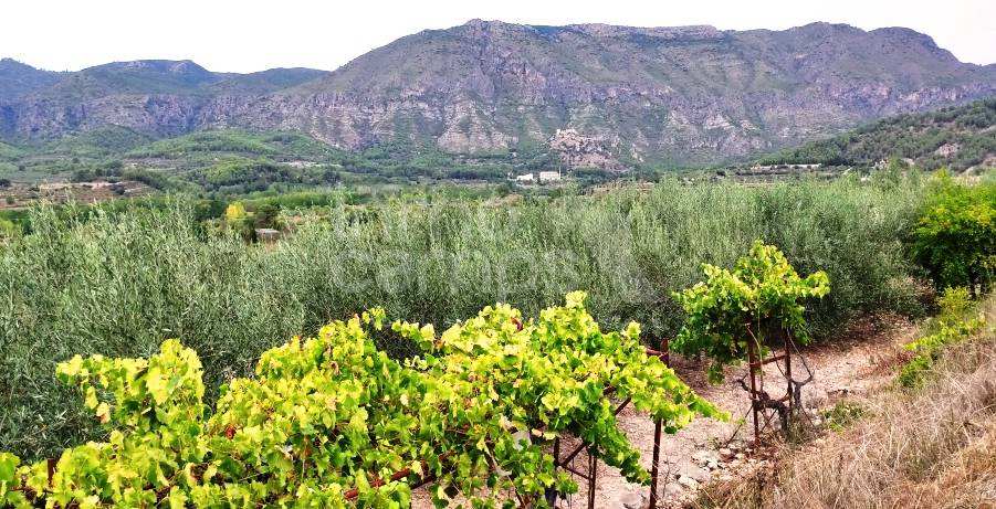 Venta - Casa de Campo - Vall de Gallinera - Alpatró