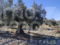 Venta - Finca - Bocairent