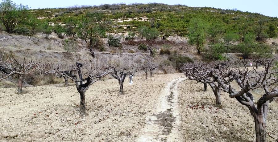 Te koop - Finca - Penáguila