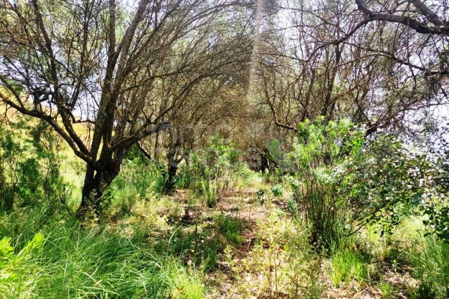 Venta - Parcela Rústica - Planes