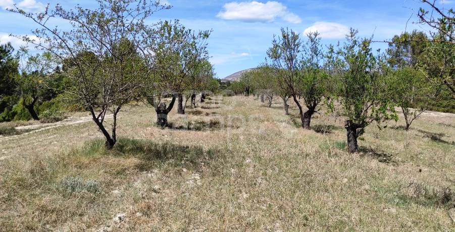 For sale - Rustic Land - Penáguila