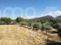 Te koop - Finca - Ontinyent