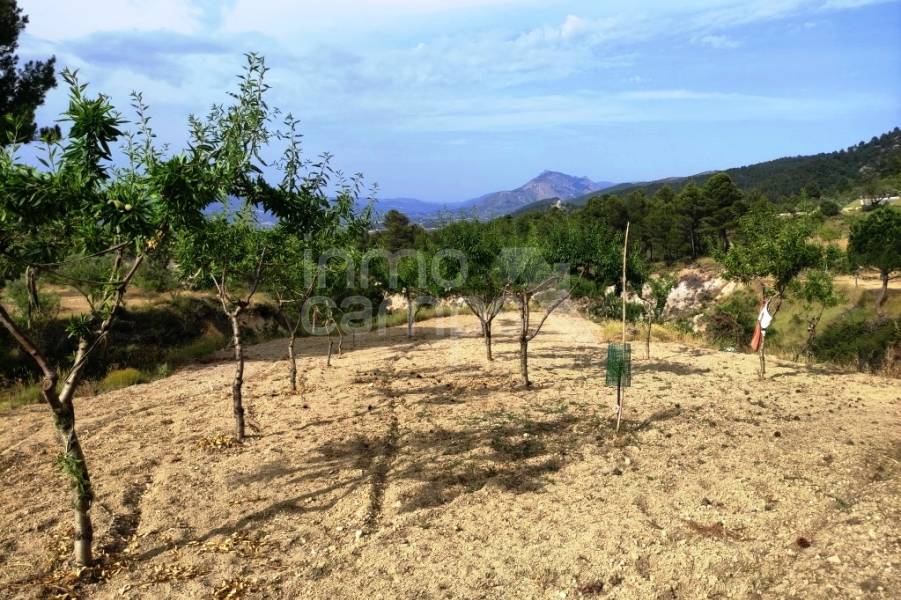 Venta - Casa de Campo - Penáguila