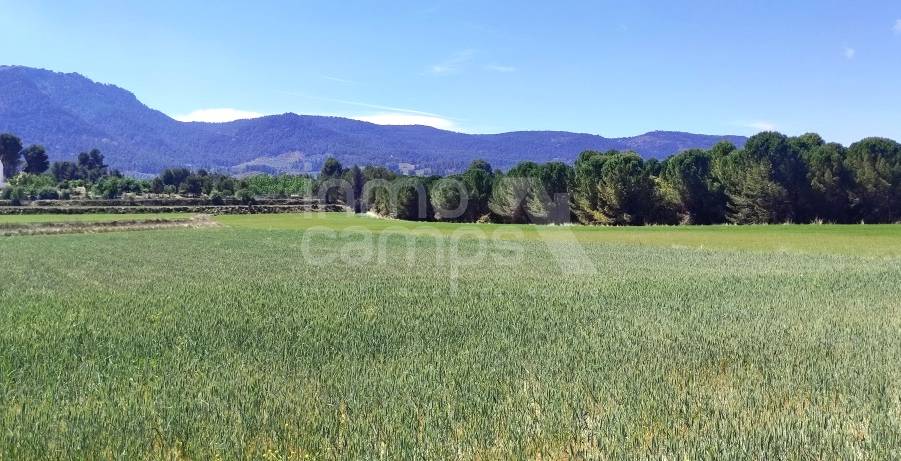 Venta - Parcela Rústica - Alfafara