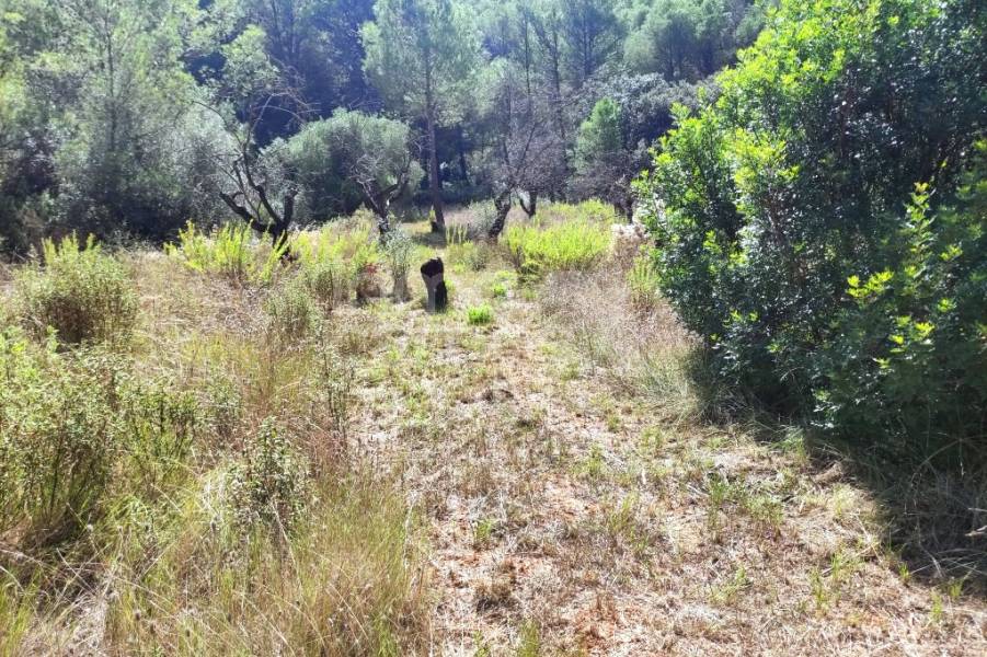 Venta - Casa de Campo - Villalonga