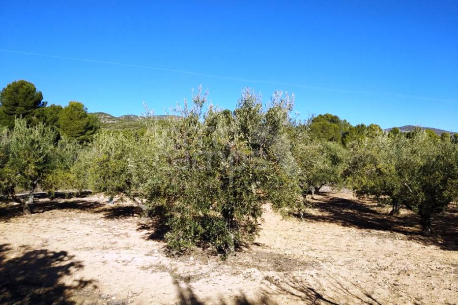 Venta - Casa de Campo - Ontinyent