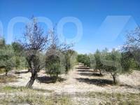 Te koop - Finca - Ontinyent