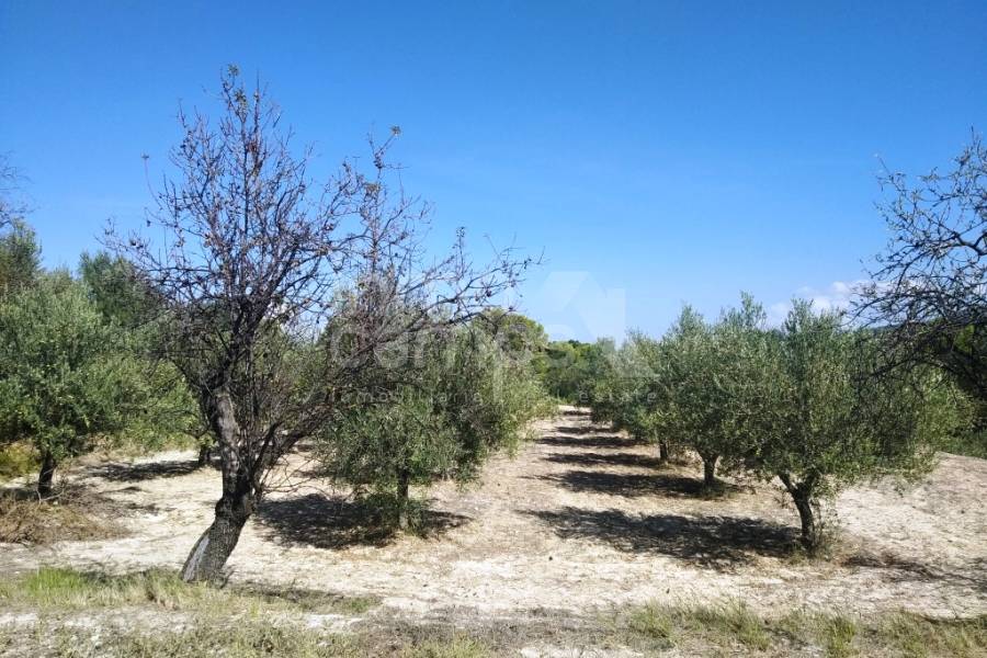 Te koop - Finca - Ontinyent