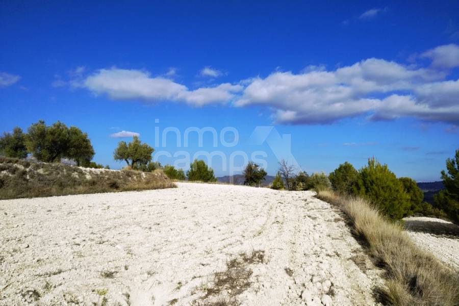 Venta - Parcela Rústica - Benillup