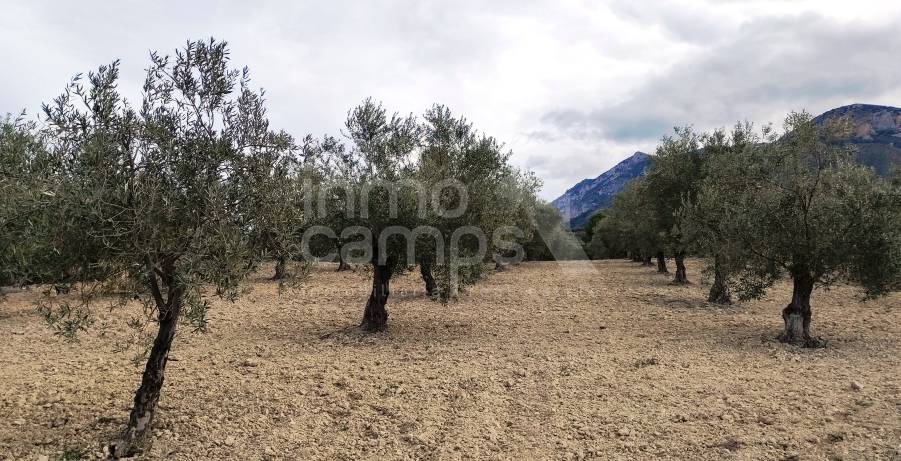 For sale - Rustic Land - Penáguila