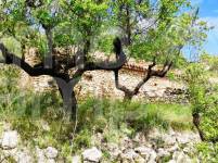 Venta - Finca - Benasau