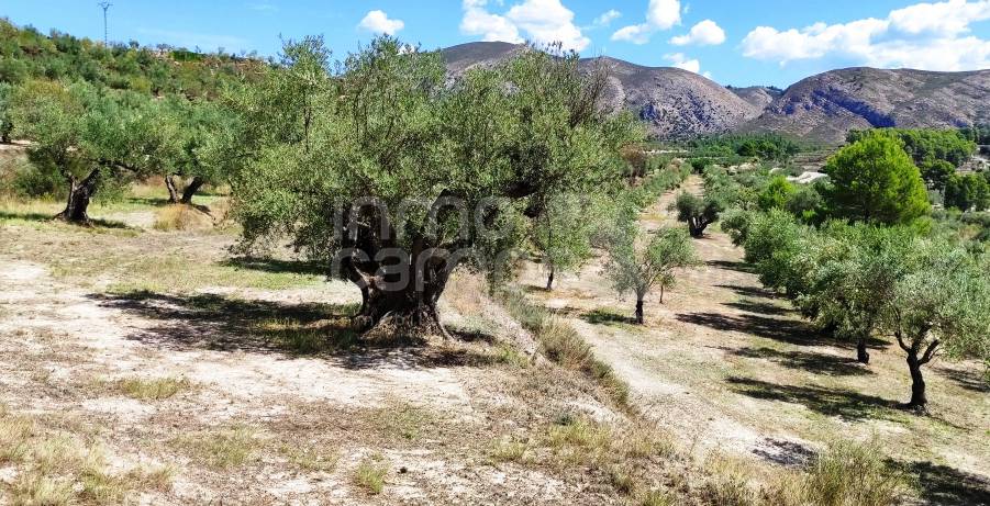 Venta - Finca - Millena