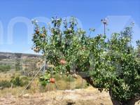 Te koop - Landhuis - Agres