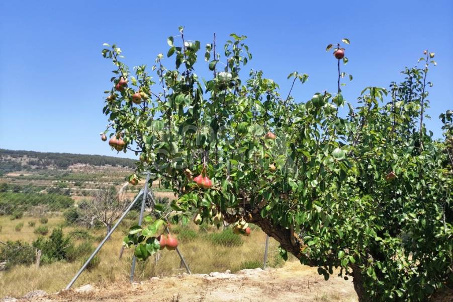 Te koop - Landhuis - Agres