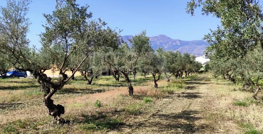 Te koop - Finca - Muro de Alcoy