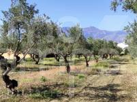 Venta - Finca - Muro de Alcoy