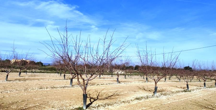 Venta - Finca - Albaida