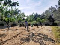 Venta - Casa de Campo - Penáguila