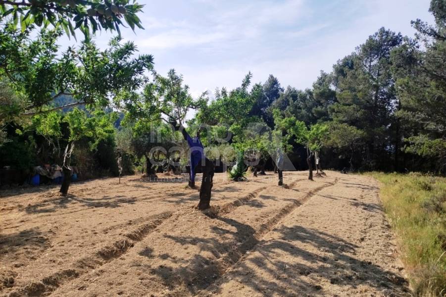 Venta - Casa de Campo - Penáguila