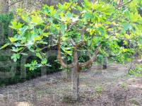 Te koop - Villa - Cocentaina